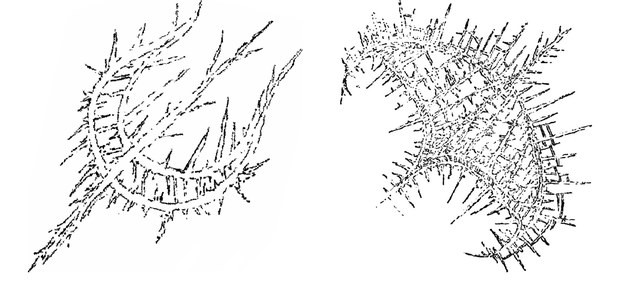 Thorn crown and spiked oval, side by side
