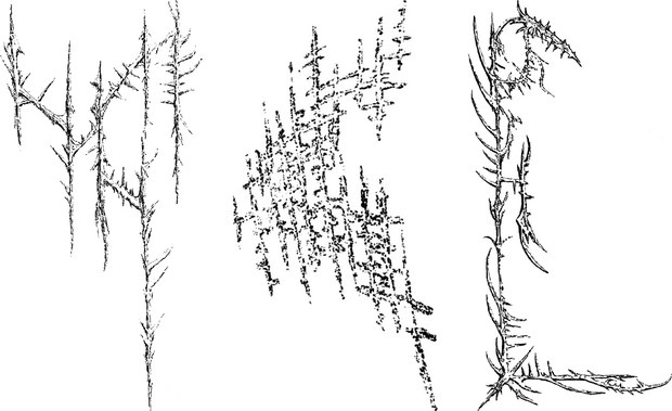 Barbed stems, a hatched thorn study and a thorn border, side by side