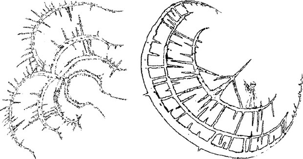 Thorn spiral and banded thorn crescent, side by side